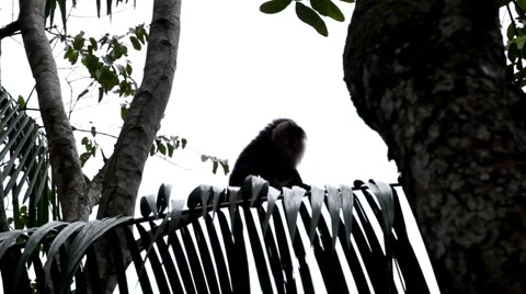 Colobus Monkeys, Running, Jungle Trees, Palm Tree Stock Footage 1101980