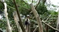 Colobus Monkeys, Running, Jungle Trees, Palm Tree HD Footage