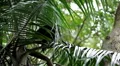 Colobus Monkeys, Running, Jungle Trees, Palm Tree HD Footage