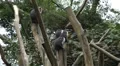 Colobus Monkeys, Running, Jungle Trees, Palm Tree HD Footage