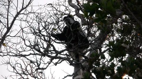 Colobus P1 Stockbeeldmateriaal 958946