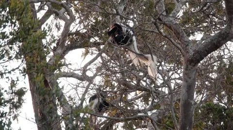 Colobus P3 스톡 동영상 959364