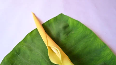 Colocasia flower. Stock Footage 255209014