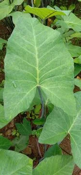 Colocasia leaf Stock Photos