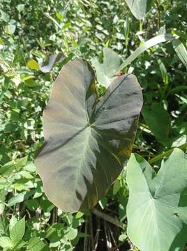 Colocasia leaf 写真素材