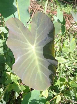 Colocasia leaf 写真素材