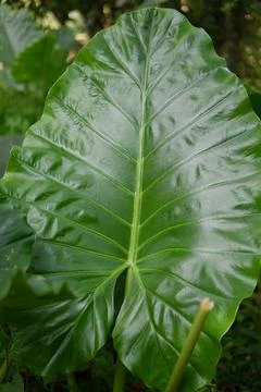 Colocasia leaf Stock Photos