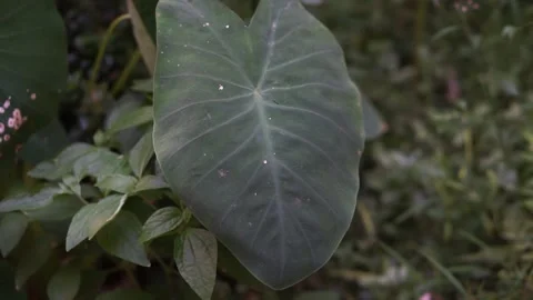 Colocasia plant background Video stock 259402527