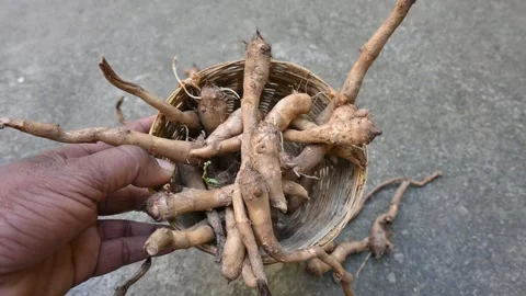 Colocasia Tuber. Stock Footage 305038398