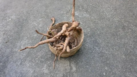 Colocasia Tuber. Видео 305038441