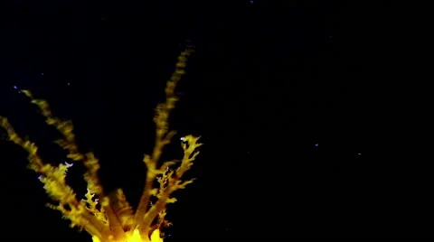 Colochirus robustus, robust sea cucumber, yellow sea cucumber Stock Footage 66577763