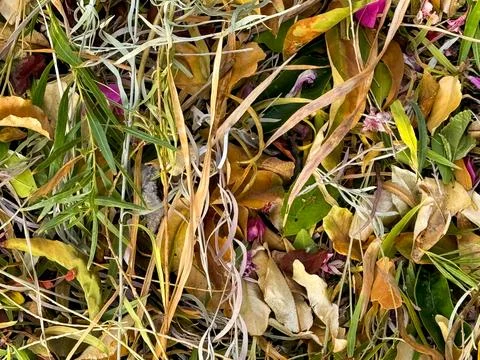 Colofrul Fall Leaves Stock Photos