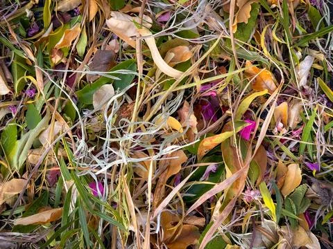 Colofrul  FALL LEAVES Stock Photos