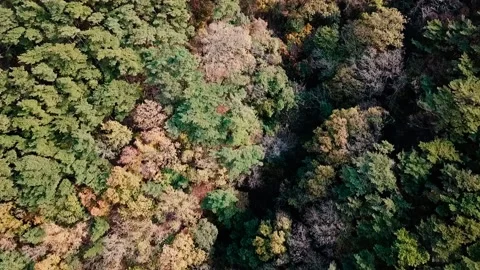 Coloful tree on the mountain. Video stock 171973680