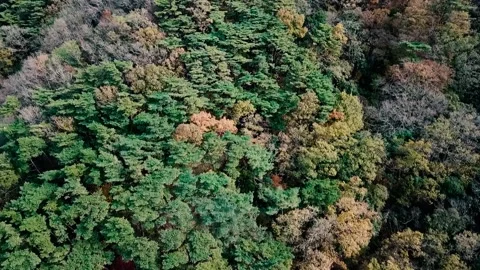 Coloful tree on the mountain. Stock-Footage 171973745