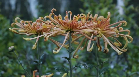 Cologne to Chrysanthemum Stock Footage 42291004