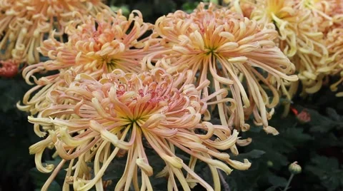 Cologne to Chrysanthemum Stock Footage 42359030