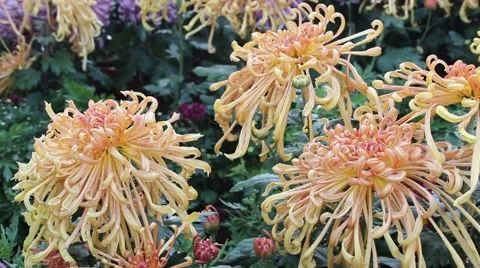 Cologne to Chrysanthemum Stock-Footage 42362481