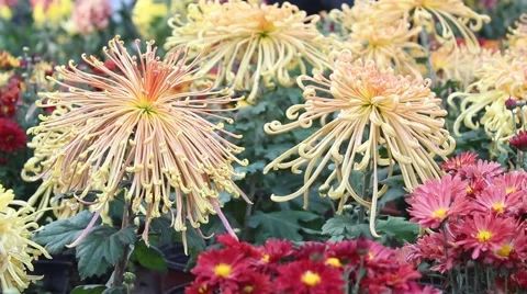 Cologne to Chrysanthemum Stock Footage 42440224