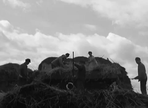 COLOGNE, GERMANY - 1945: Ground worker - two men fork hay together Vidéo 344599786