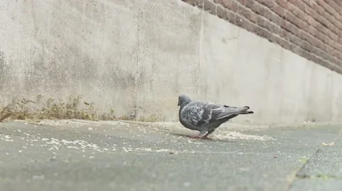 Cologne , Germany 動画素材 46638810