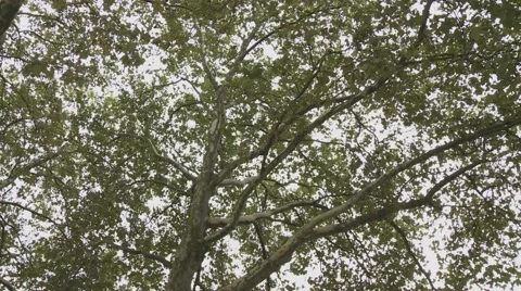 Cologne , Germany 動画素材 46639048