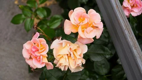 Cologne in Germany 库存照片