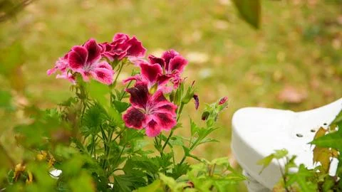 Cologne in Germany 库存照片