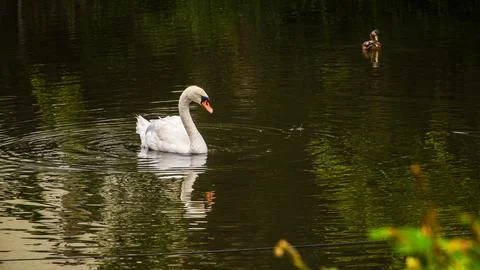 Cologne in Germany 库存照片