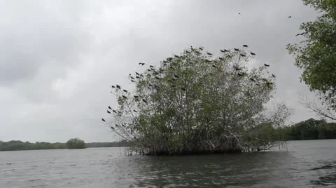 Colombia birds in tree Stock-Footage 24892813