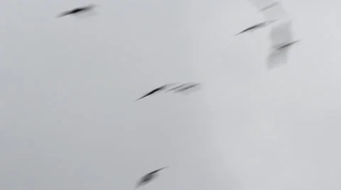 Colombia birds to tree Stock-Footage 24897523