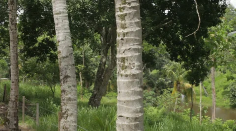 COLOMBIA JUNGLE WITH RIVER Stock Footage 28011625