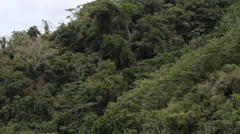 Colombia rain forest canopy Stock-Footage 25136100