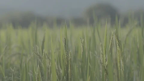 Colombia, Rice fields Stock Footage 98748784