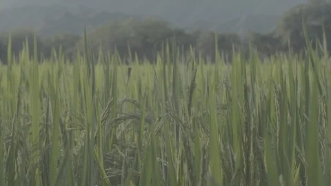 Colombia, Rice fields Stock Footage 98748873