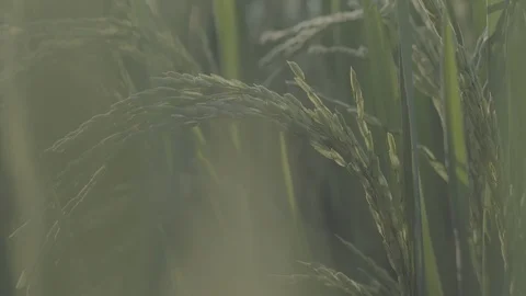 Colombia, Rice fields Stock Footage 98748917