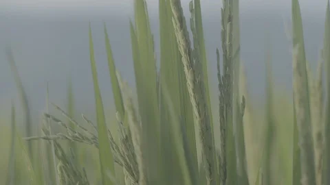 Colombia, Rice fields Stock Footage 98748985