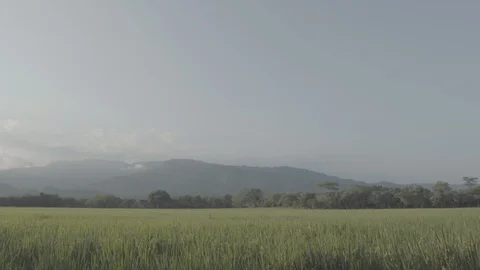 Colombia, rice fields Stock Footage 98749047