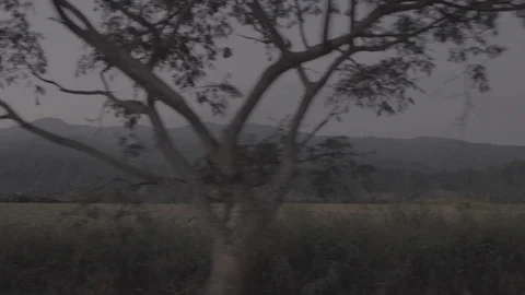 Colombia, rice fields Stock Footage 98749082