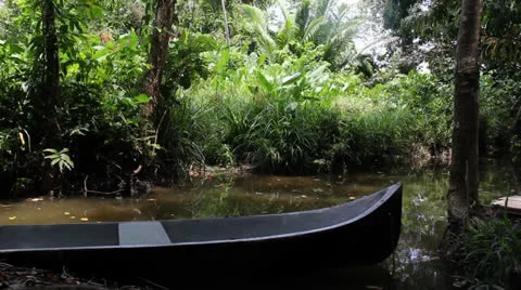 Colombia swamp 1 Stock-Footage 24938039