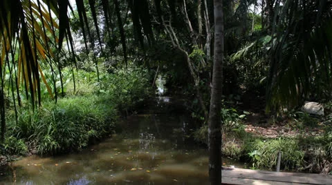 Colombia swamp 2 Stock-Footage 24939695
