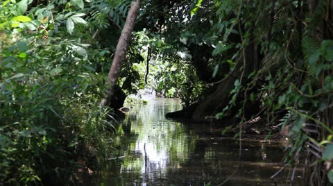 Colombia swamp 3 Stock-Footage 24941714