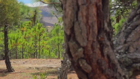 Colombia, trees on arid zone 動画素材 75166963