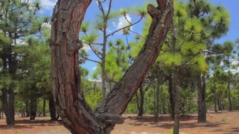 Colombia, trees on arid zone Video stock 75166969