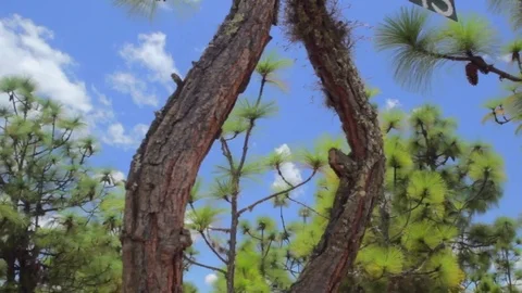 Colombia, trees on background sky Vidéo 75166971