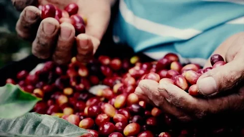 Colombian Coffee farmer Vídeo Stock 83830772