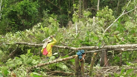 Colombian Indians cut down trees in the Amazon. Stock Footage 259074305