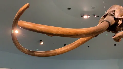 A Colombian mammoth fossil from the Ice Ages currently on display at the Stock Footage