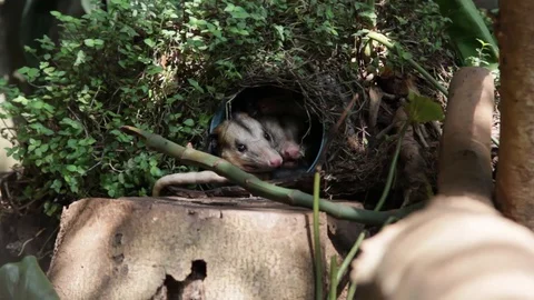 Colombian opossums inside a man-made shelter in a forest Stock Footage 122307437