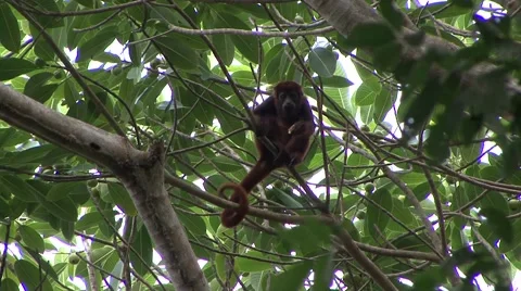 Colombian Red Howler Monkey feed on fruit Stock Footage 54982428